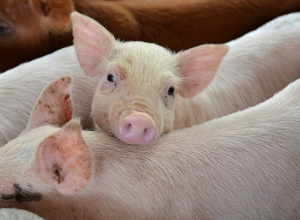 Collaboration Will Prevent African Swine Fever From Impacting Pork Production, Food Security, and Biodiversity in Canada/Par la Collaboration, Nous Empêcherons la Peste Porcine Africaine de Porter Atteinte à la Production Porcine, à la Sécurité Alimentaire et à la Biodiversité du Canada